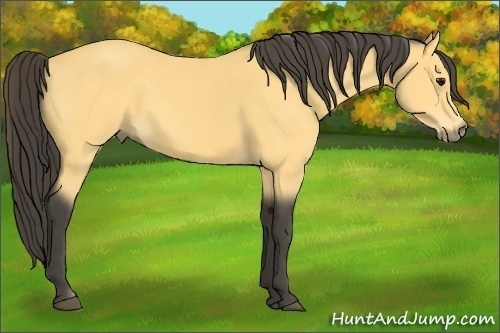 Horse Color:Buckskin