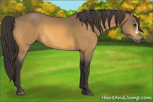 Horse Color:Buckskin 
