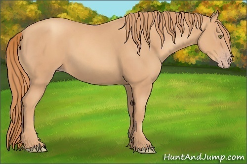 Horse Color:Gold Champagne 