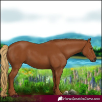 Horse Color:Gray Chestnut 