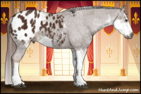 Horse Color:Gray Chestnut Sabino Appaloosa 