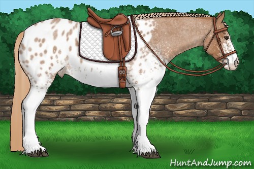 Horse Color:White Spotted Red Roan Appaloosa 
