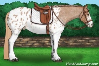 Horse Color:White Spotted Red Roan Appaloosa 