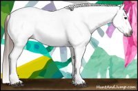 Horse Color:Gray Bay Sabino Tobiano Appaloosa