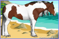Horse Color:Gray Bay Tobiano 