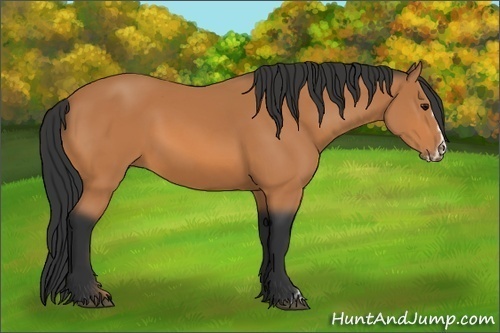 Horse Color:Bay Frame