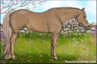 Horse Color:Palomino 