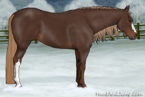 Horse Color:Liver Chestnut