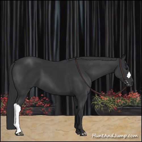 Horse Color:Black 