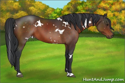 Horse Color:White Spotted Brown 