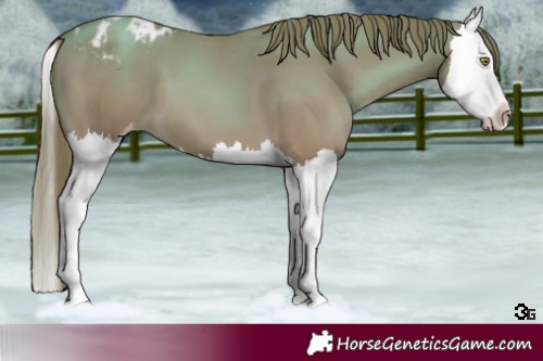 Horse Color:Gold Champagne Splash Appaloosa 