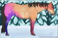 Horse Color:Buckskin Dun 