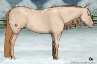Horse Color:White Spotted Gold Champagne Dun Rabicano