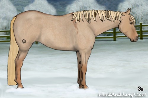 Horse Color:Red Dun Roan 
