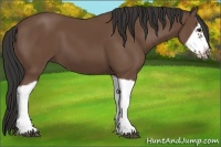 Horse Color:Bay Splash Frame