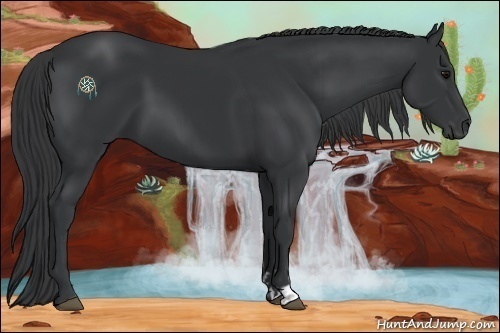 Horse Color:Black and Black