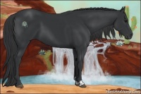 Horse Color:Black and Black