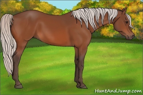 Horse Color:Silver Bay 