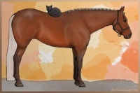 Horse Color:Silver Bay 