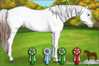 Horse Color:Chestnut Appaloosa