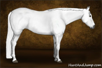 Horse Color:Gray Chestnut 