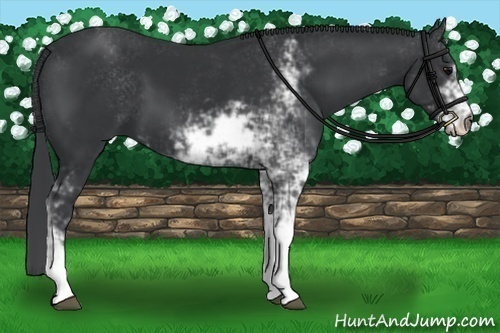 Horse Color:Black Sabino 