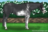 Horse Color:Black Sabino 