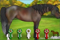 Horse Color:Brown 