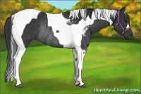 Horse Color:Black Tobiano Rabicano 