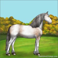 Horse Color:White Spotted Amber Champagne 