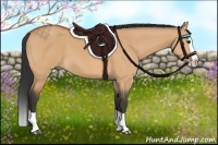 Horse Color:Bay Dun Splash 