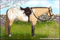 Horse Color:Buckskin Dun Sabino Appaloosa Rabicano