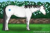 Horse Color:White Spotted Bay 