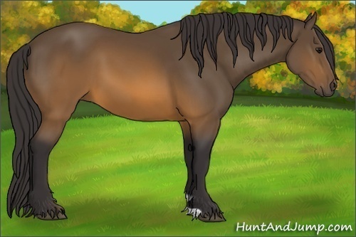 Horse Color:Buckskin 