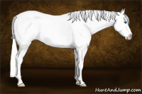 Horse Color:Silver Amber Cream Champagne Roan Dun Splash Tobiano Frame Appaloosa Rabicano 