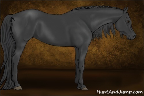 Horse Color:Black 
