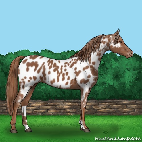 Horse Color:Chestnut Appaloosa 