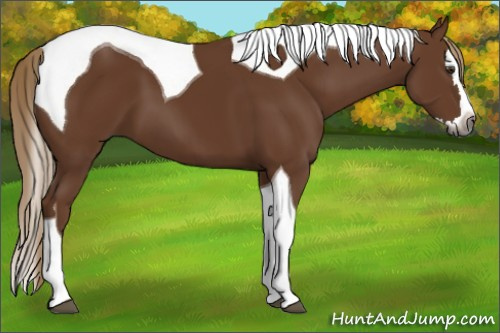 Horse Color:Gray Chestnut Splash Tobiano 
