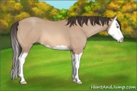 Horse Color:Amber Champagne Splash 