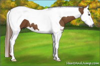Horse Color:Gray Chestnut Splash Tobiano