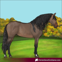 Horse Color:Brown Dun