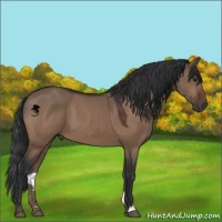 Horse Color:Brown Dun 
