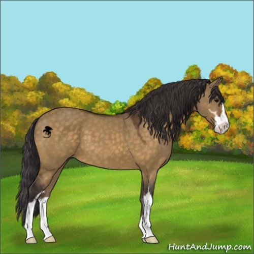 Horse Color:Buckskin Dun Sabino
