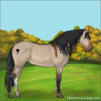 Horse Color:Bay Dun