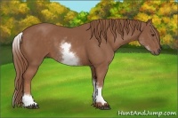 Horse Color:White Spotted Chestnut