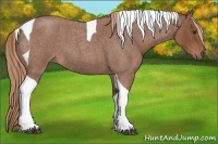 Horse Color:Red Roan Tobiano 