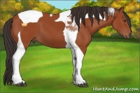 Horse Color:Bay Tobiano