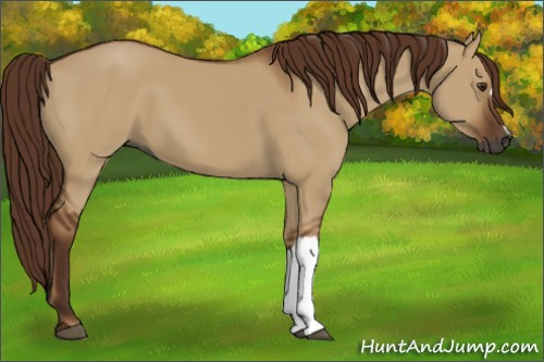 Horse Color:Gray Red Dun