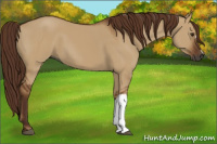 Horse Color:Gray Red Dun 