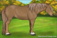 Horse Color:Chocolate Palomino Appaloosa 
